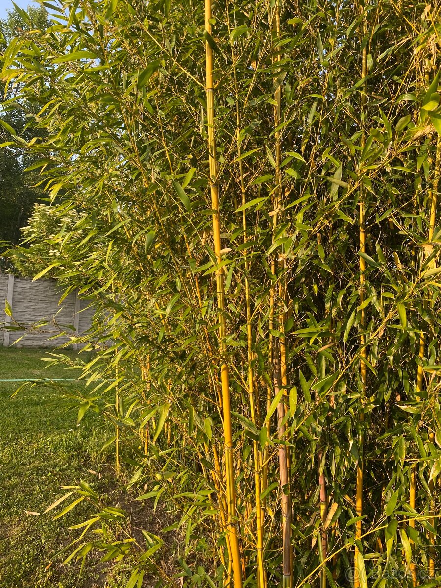 Mrazuvzdorný bambus - 4