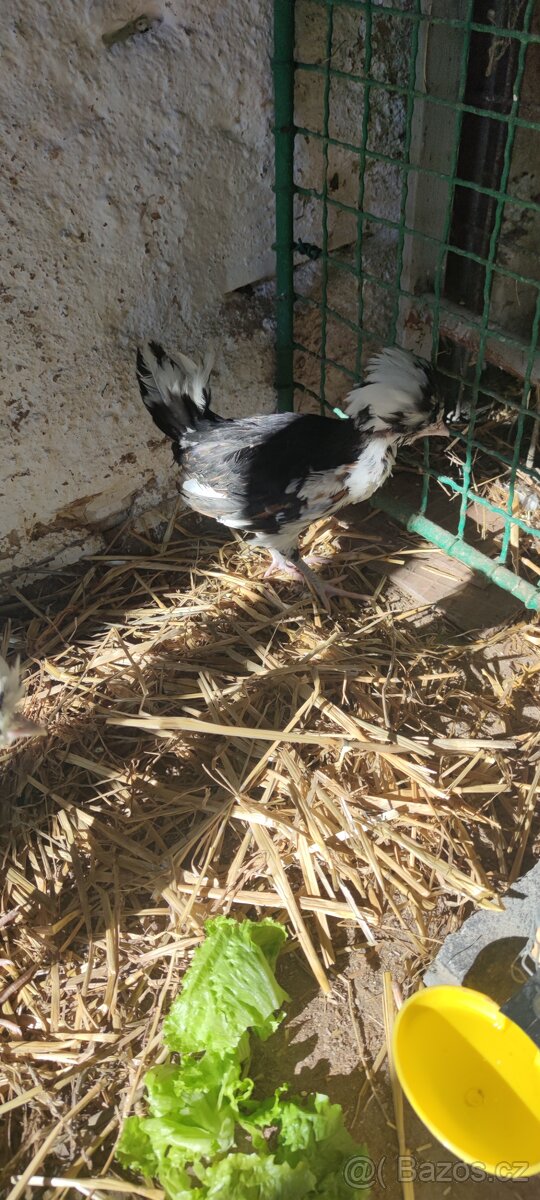 Koupím paduánku slepičku - 4