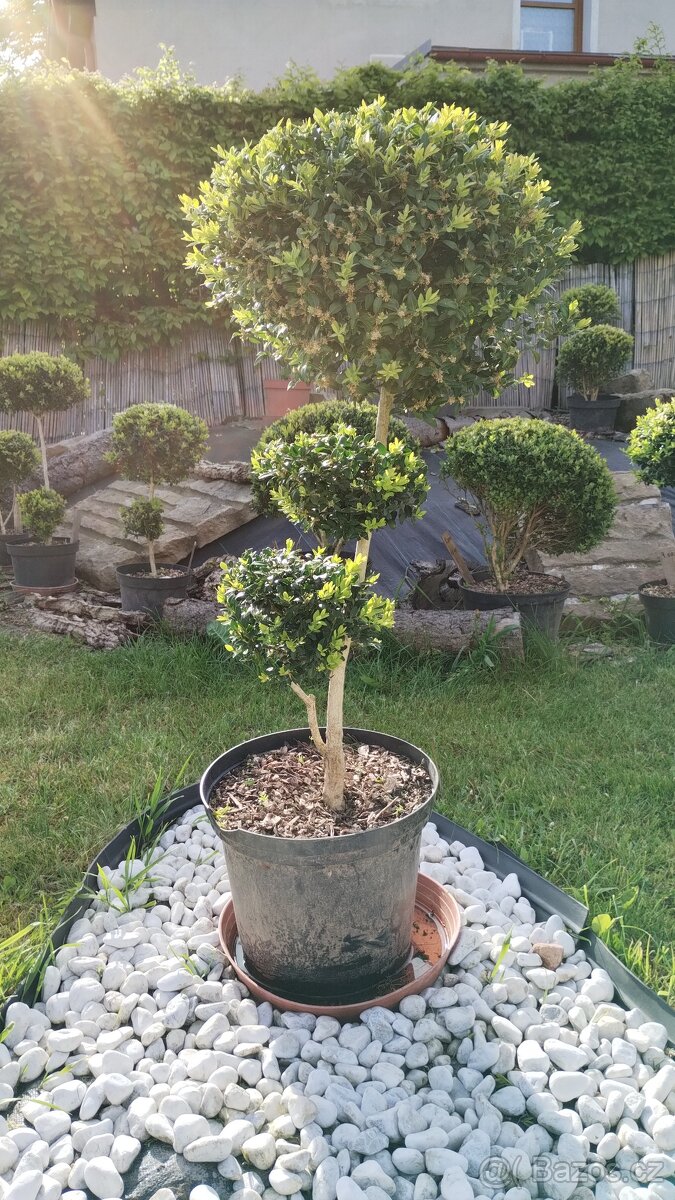BUXUS - kmínek, koule, zimostráz obecný - 4