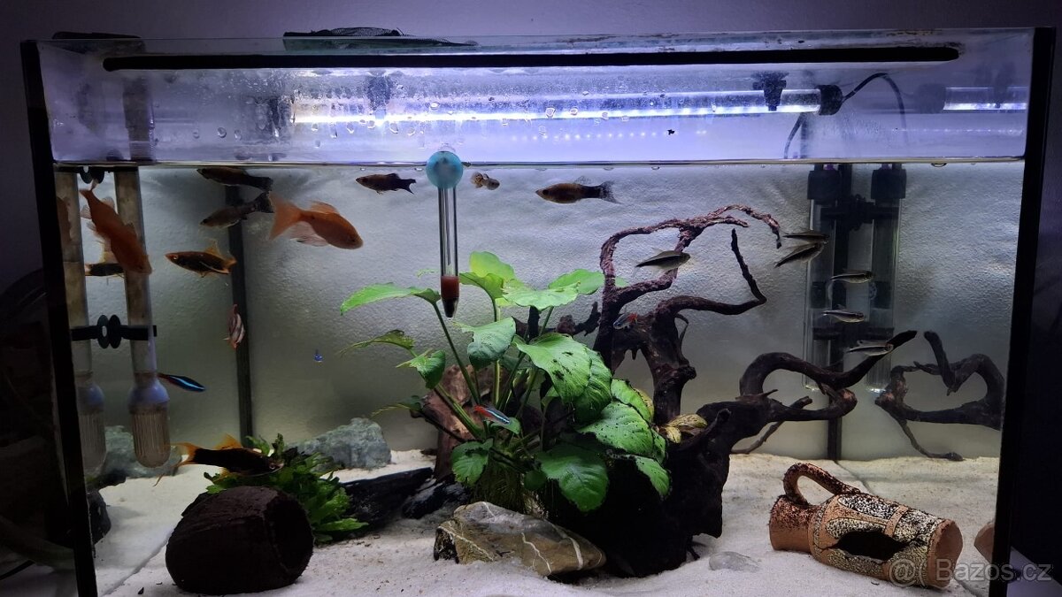 Komplet zaběhle akvarium. - 4
