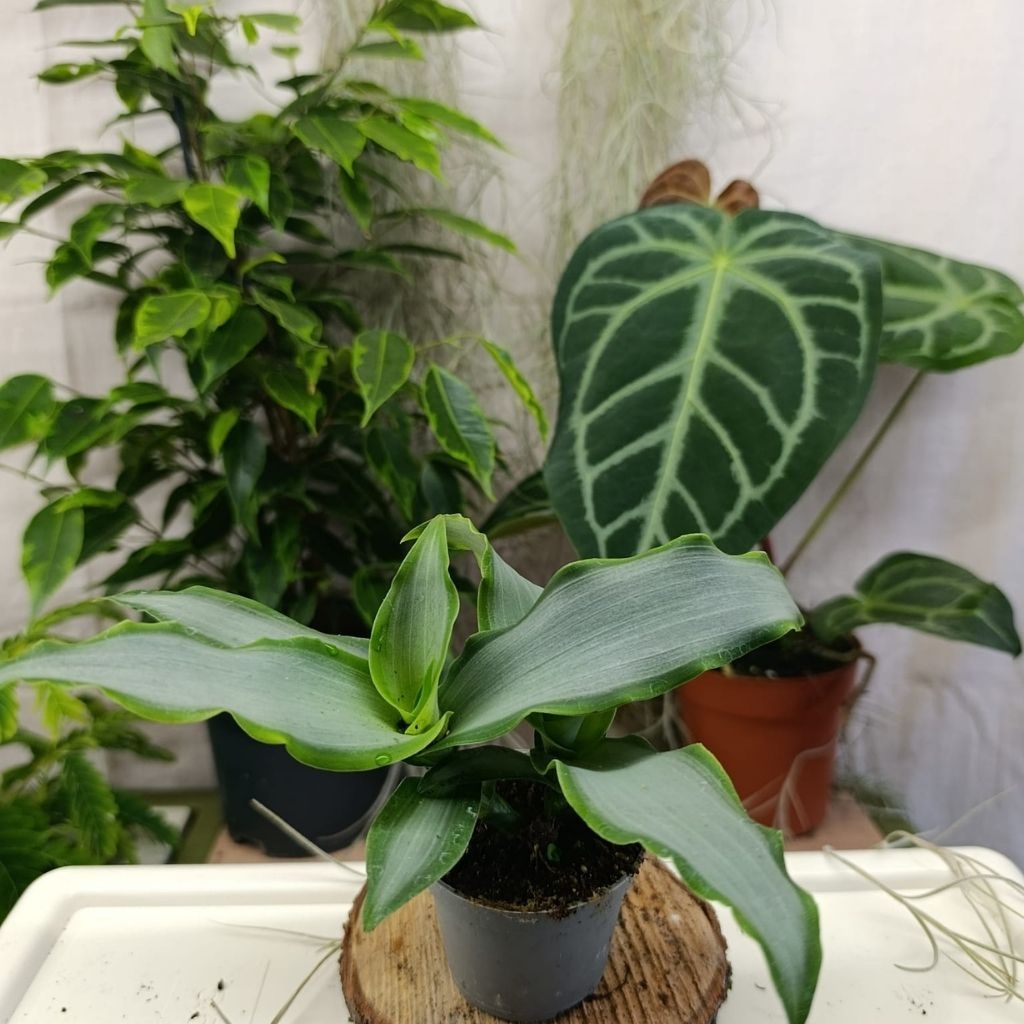 Tradescantia mix - 4