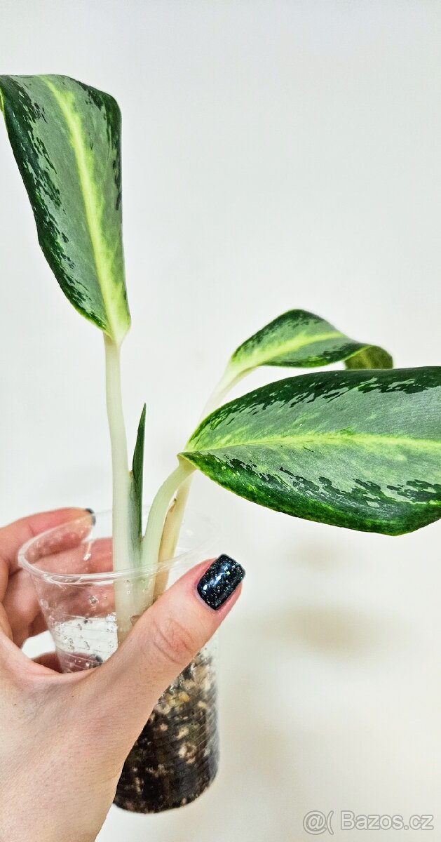 Aglaonema silver blue - 4