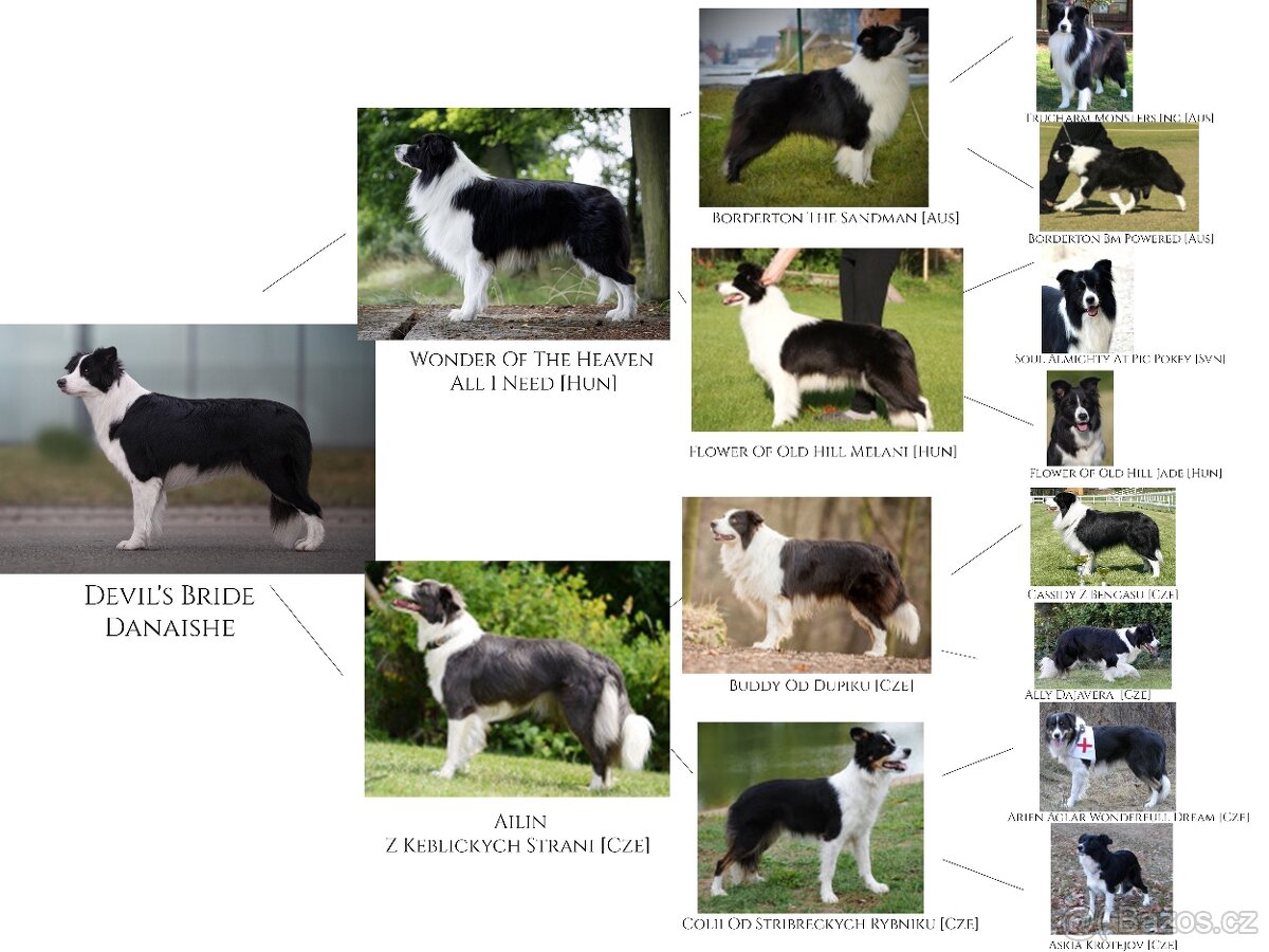 Border kolie s PP, štěňátka - 4