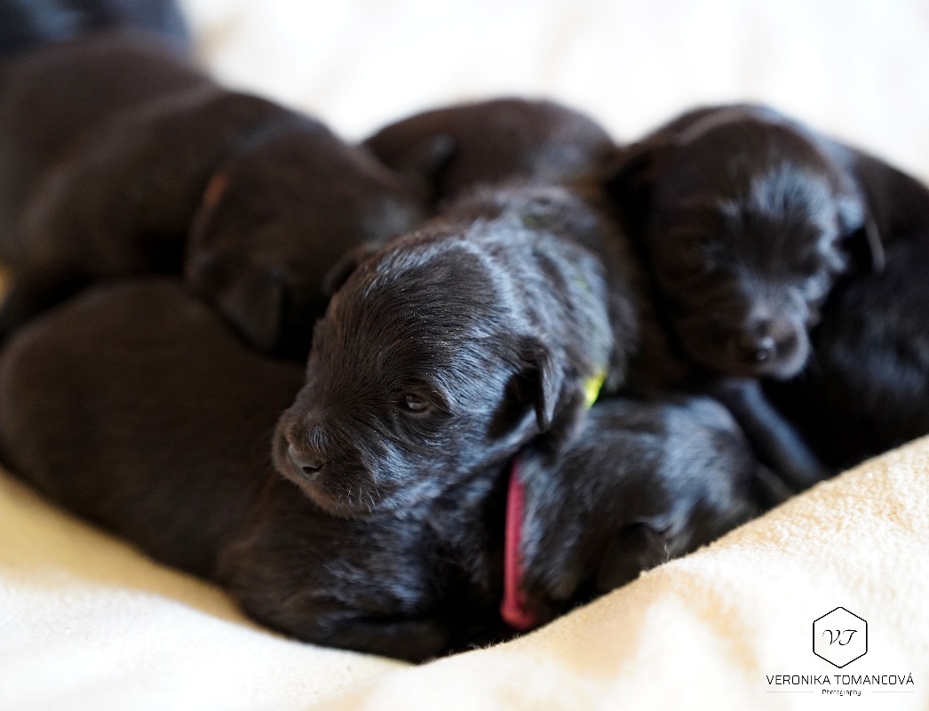 Pyrenejský Ovčák štěňátka s PP - 4