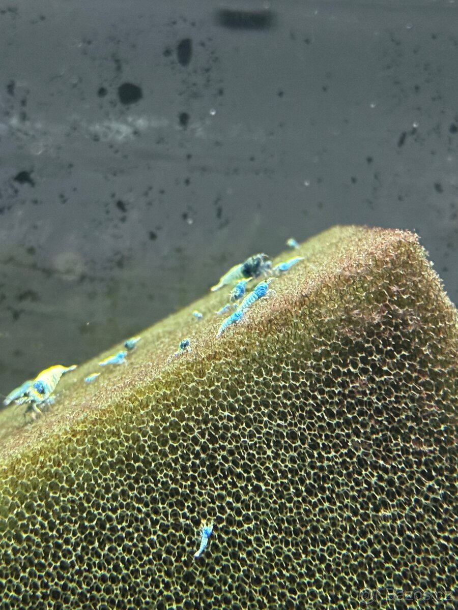 Sladkovodní krevetky - 4