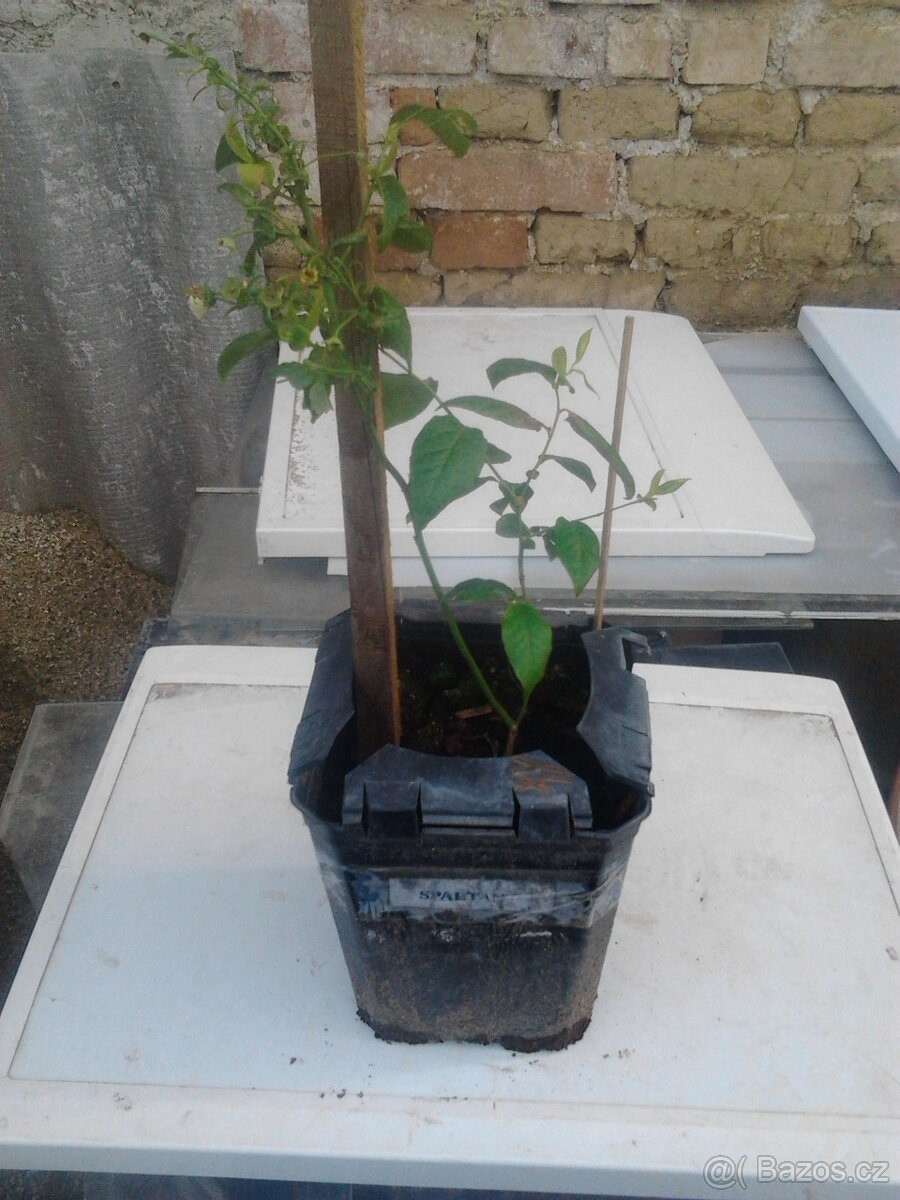 Prodám sazenice kanadských borůvek SPARTAN-DUKE - 4