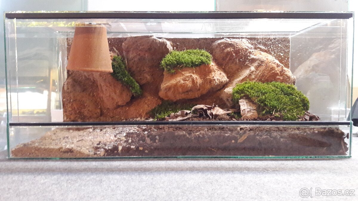 prodám mláďata želv + kompletní terárium - 4