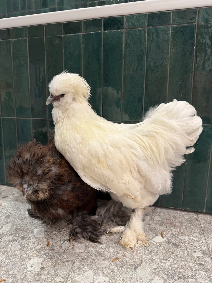 Hedvabnicka USA kohoutek - 4