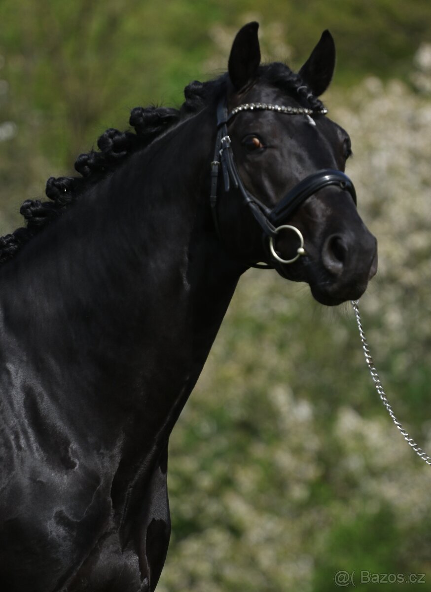 Připouštění drezurním plemenným hřebcem - 4