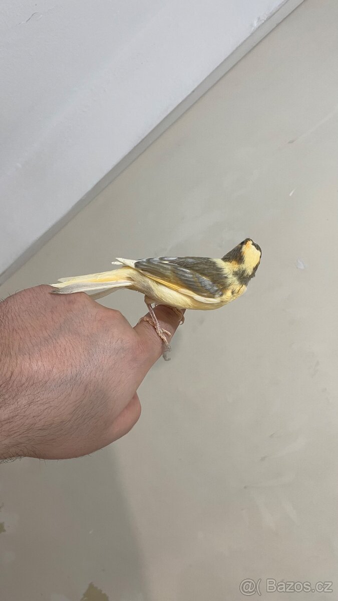 Nabízím kanáři 5/12/2025 - 4