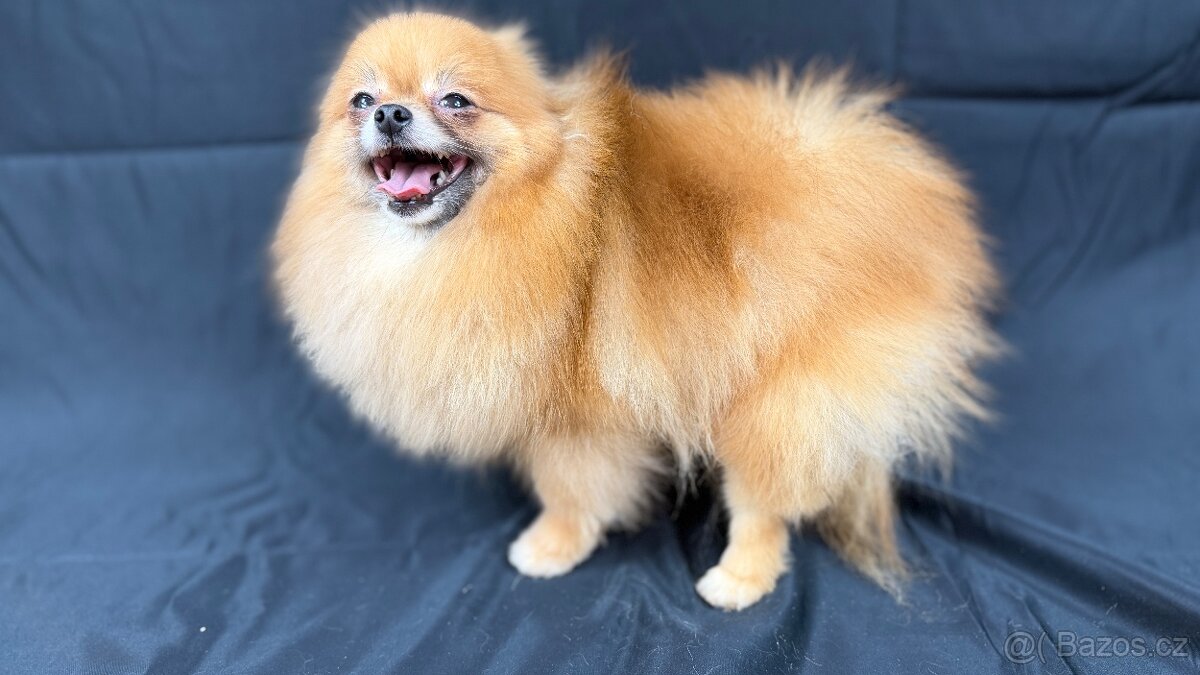 Chovná fenka Pomeranian s PP FCI - 4