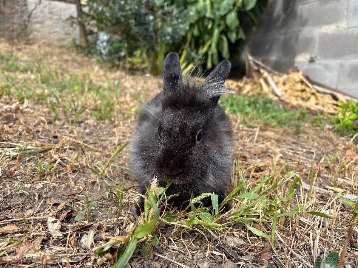 Zakrslý králíček sameček 🐇…11 týdnů - 4