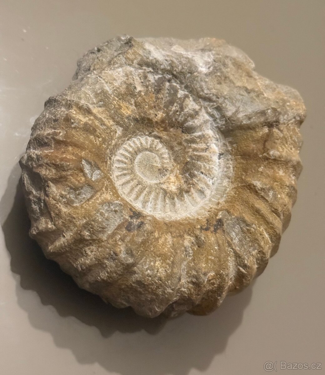 Amonit Maroko 12x11 cm - 4