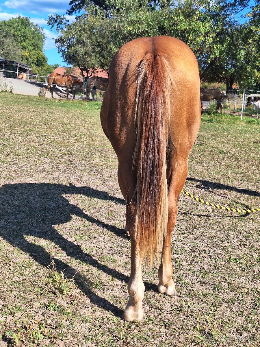 Hřebeček AQH X HFL - 1,5 roční - 4