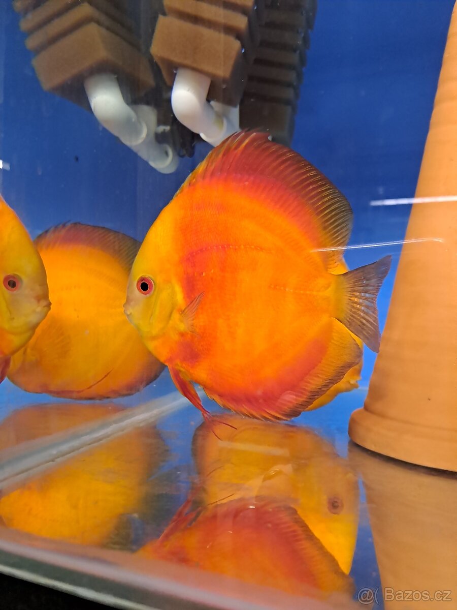 Discus-Terčovec - 4