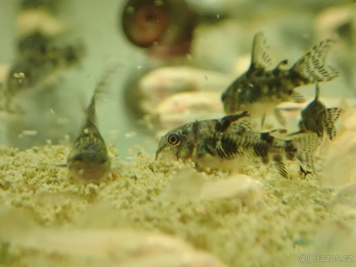 Pancéřníček skvrnitý - 4