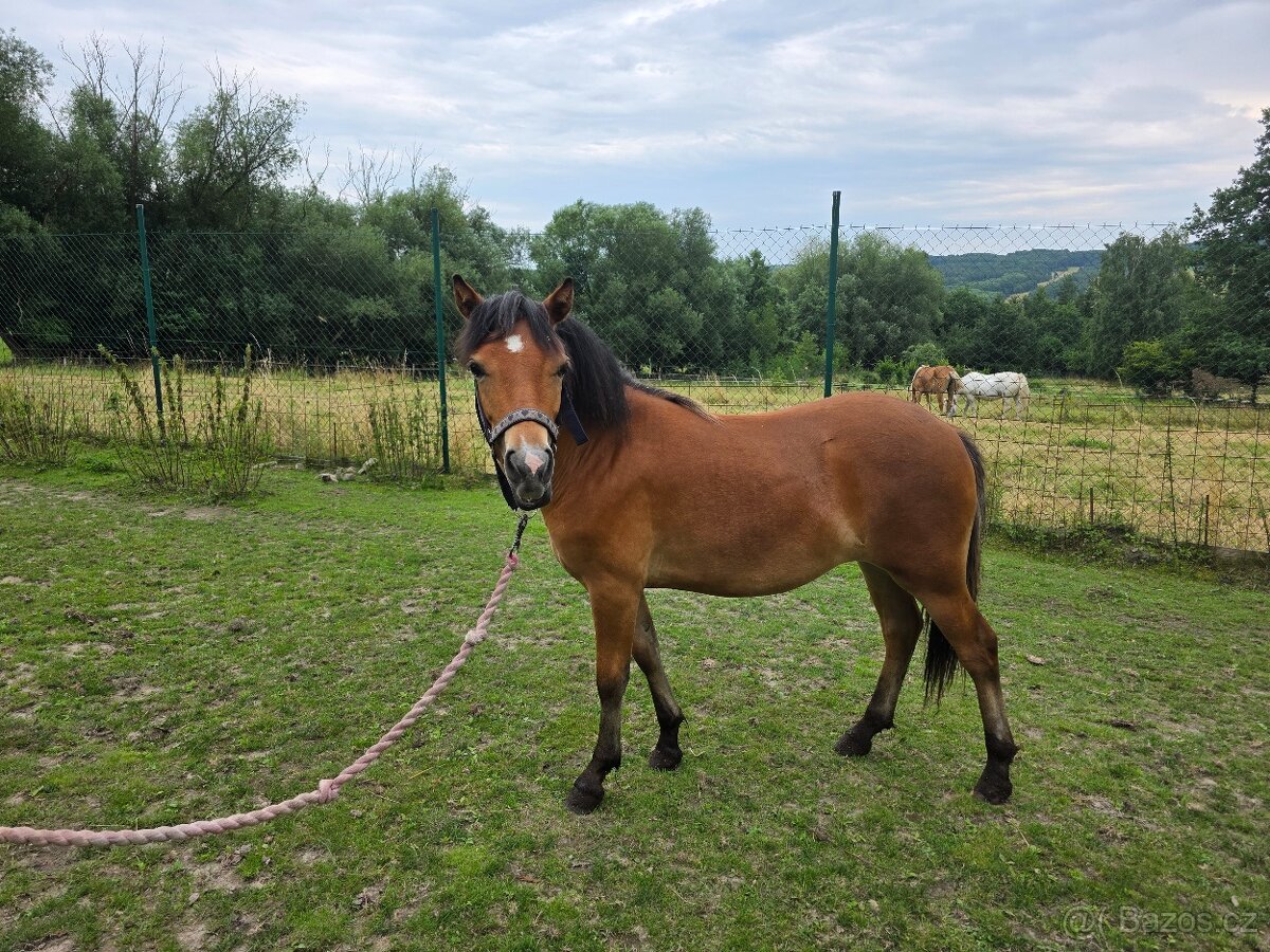 Prodám roční kobylku welsh part-bred - 4