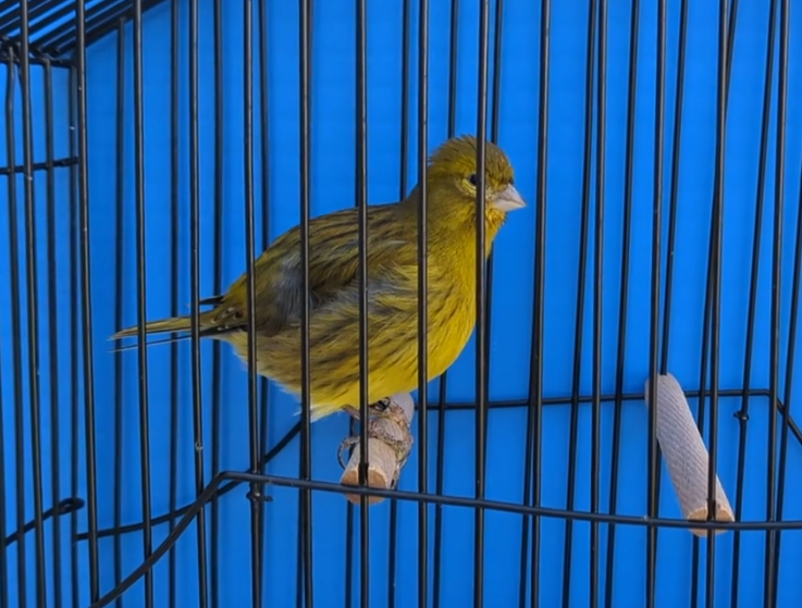 kanáriky fife fancy - 4