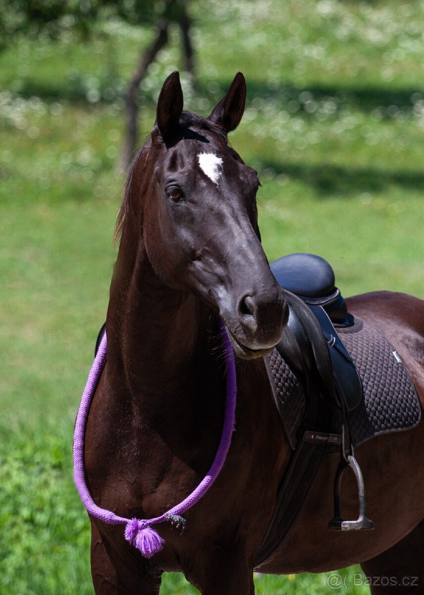 Pronájem valacha - 4