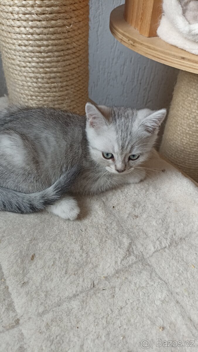Britský whiskas kocourek s PP - 4