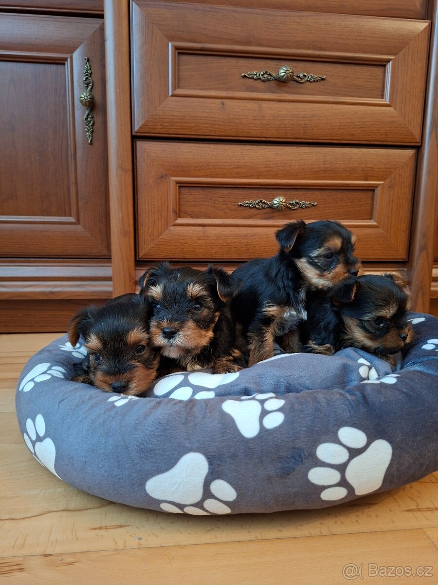 Yorkšírsky teriér - 4