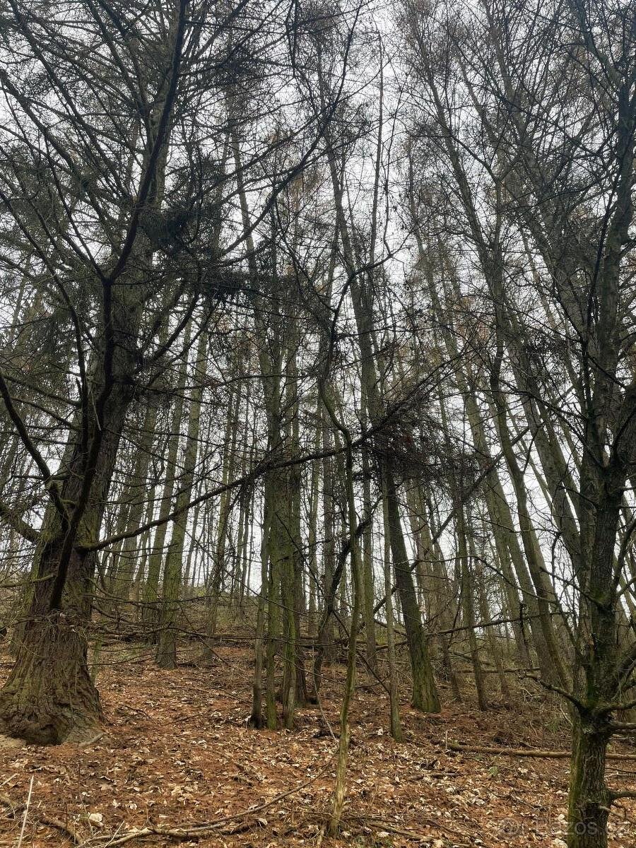 Prodám lesní pozemek v k.ú. Pěčíkov - 4