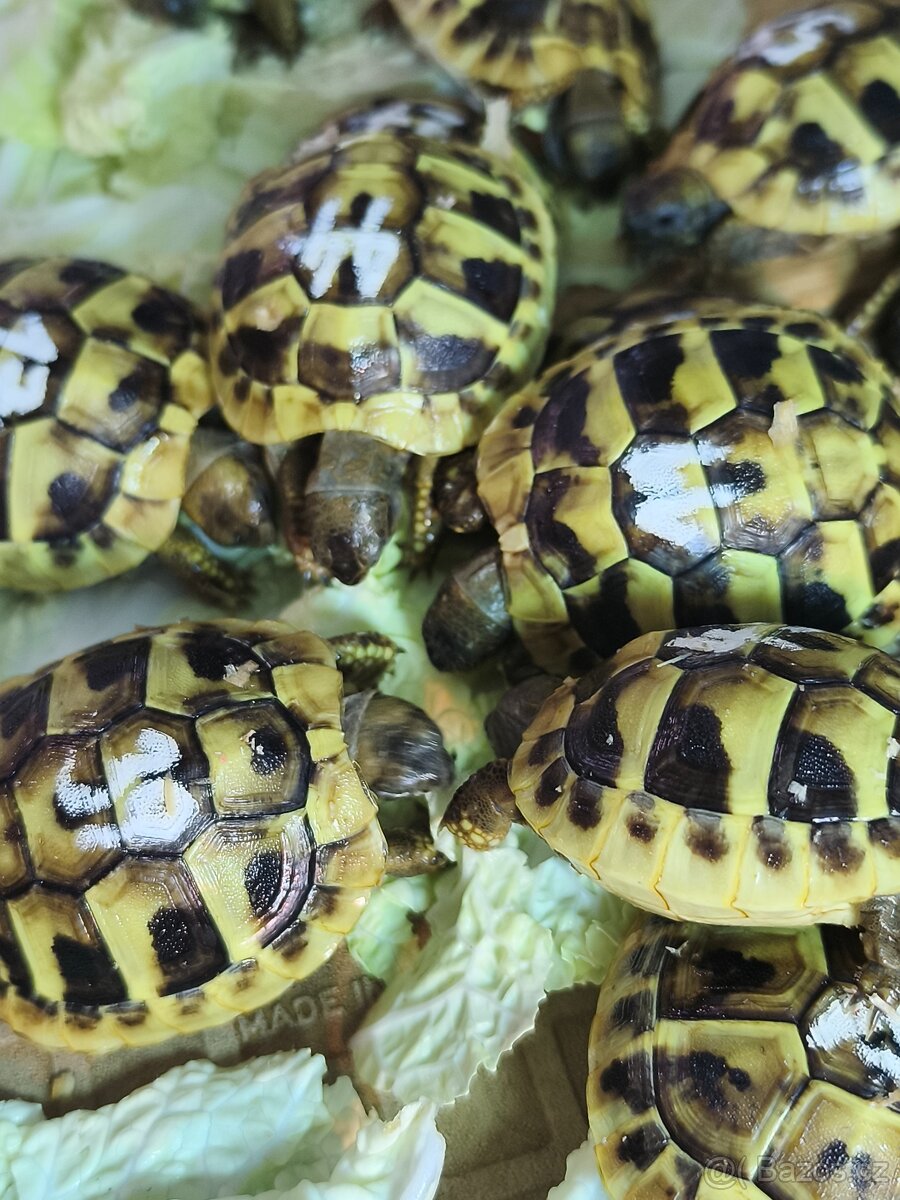 Želva suchozemská - zelenavá, vroubená - 4