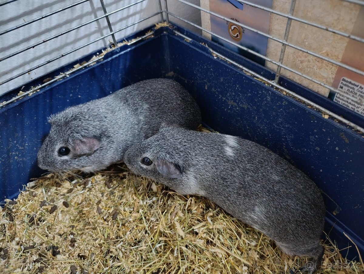 Morče aguti stříbrné samičky - 4