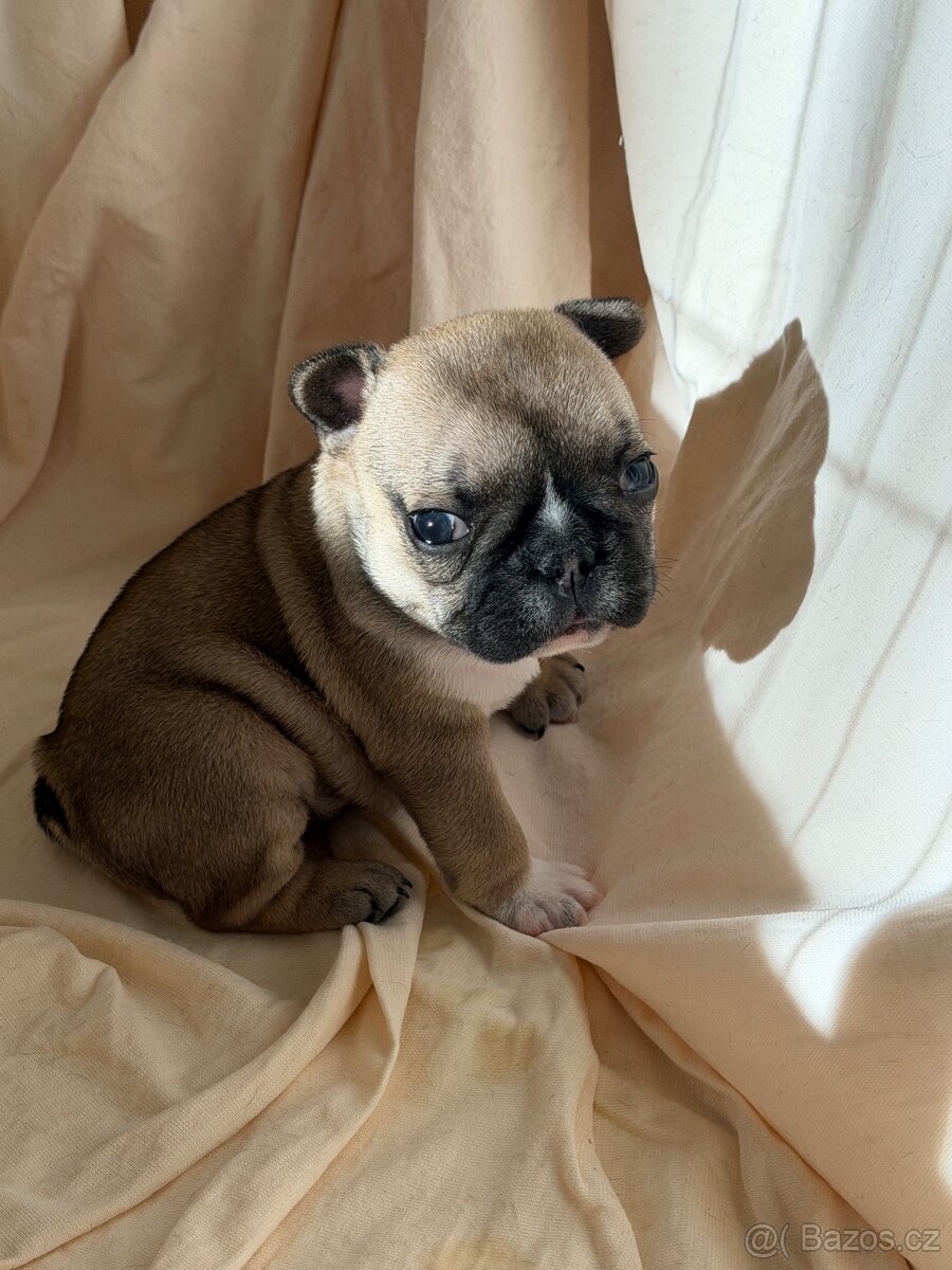 Štěně francouzského buldočka - 4