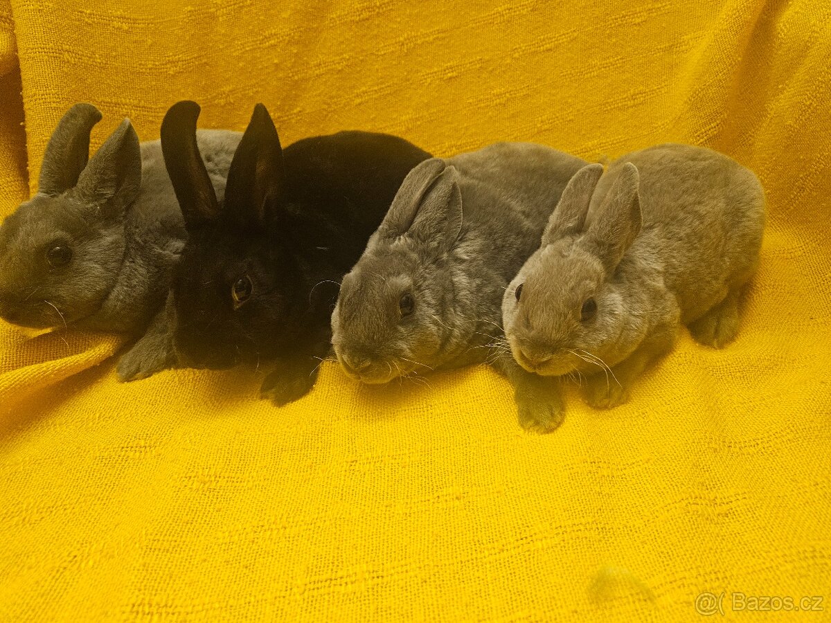 Zakrslý králíček - 4