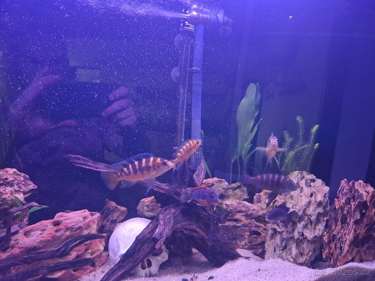 Daruji mix malawi - 4