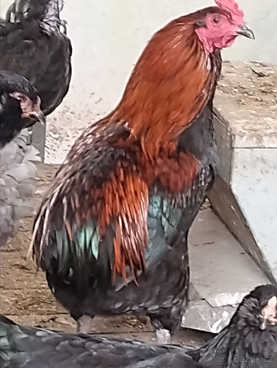 Kohoutí - 4