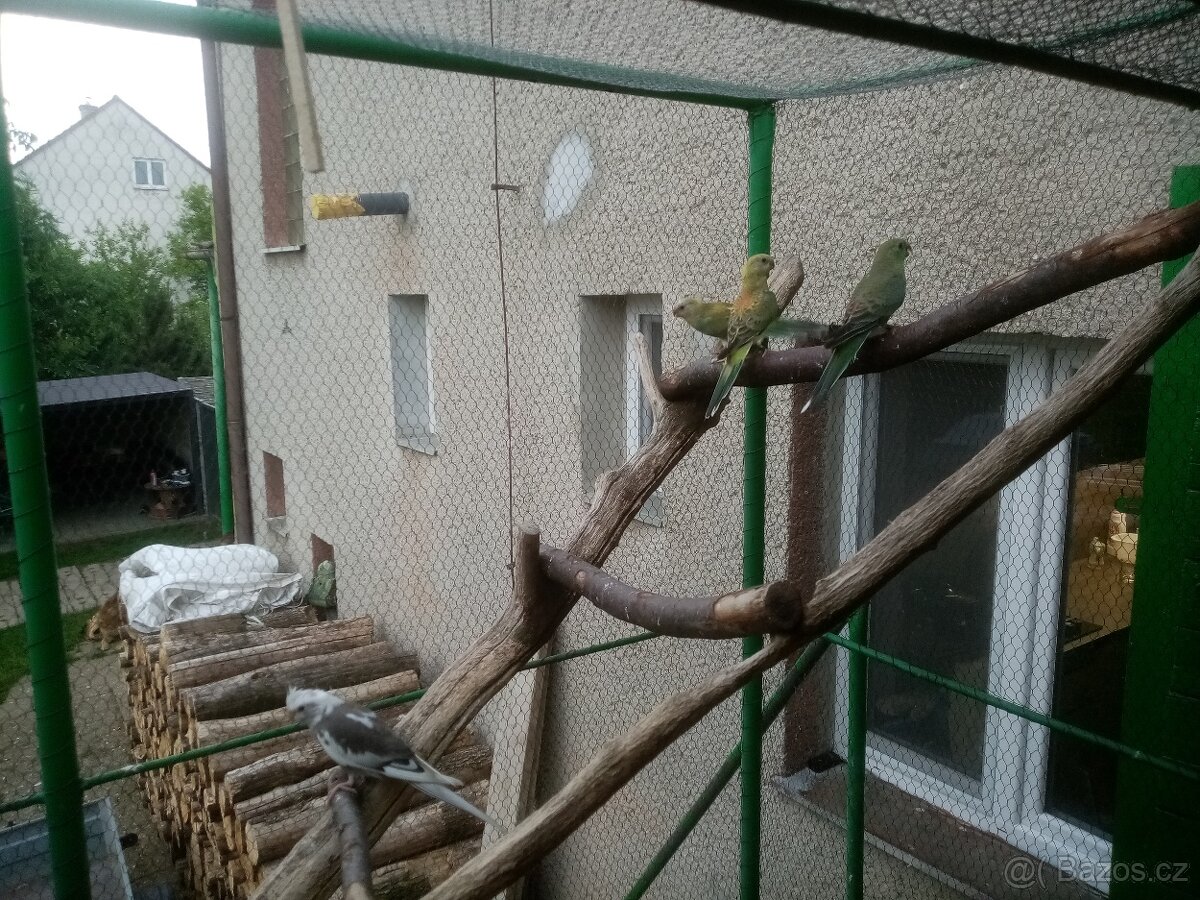 Papoušek zpěvavý, letošní mladé - 4