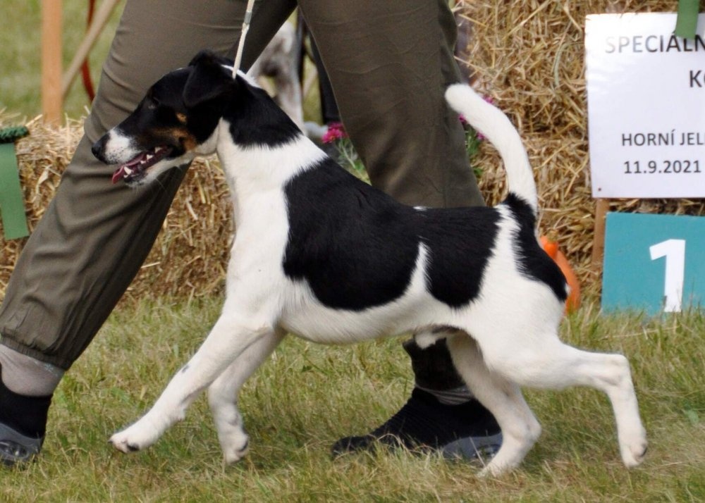 Foxterier hladkosrstý - 4