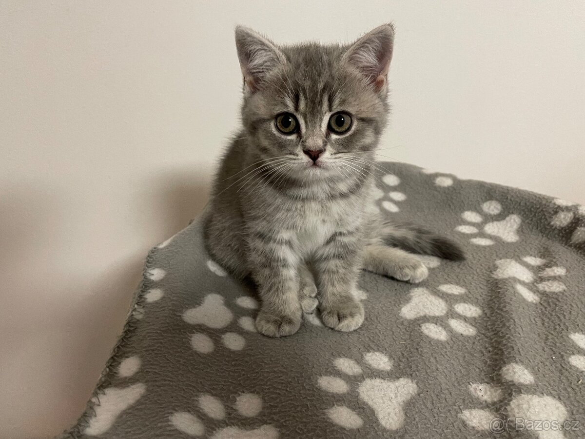 koťátko bez PP (kočička světlá) - 4