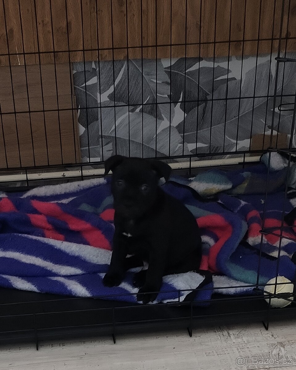 Staforticky bulteriéra - 4