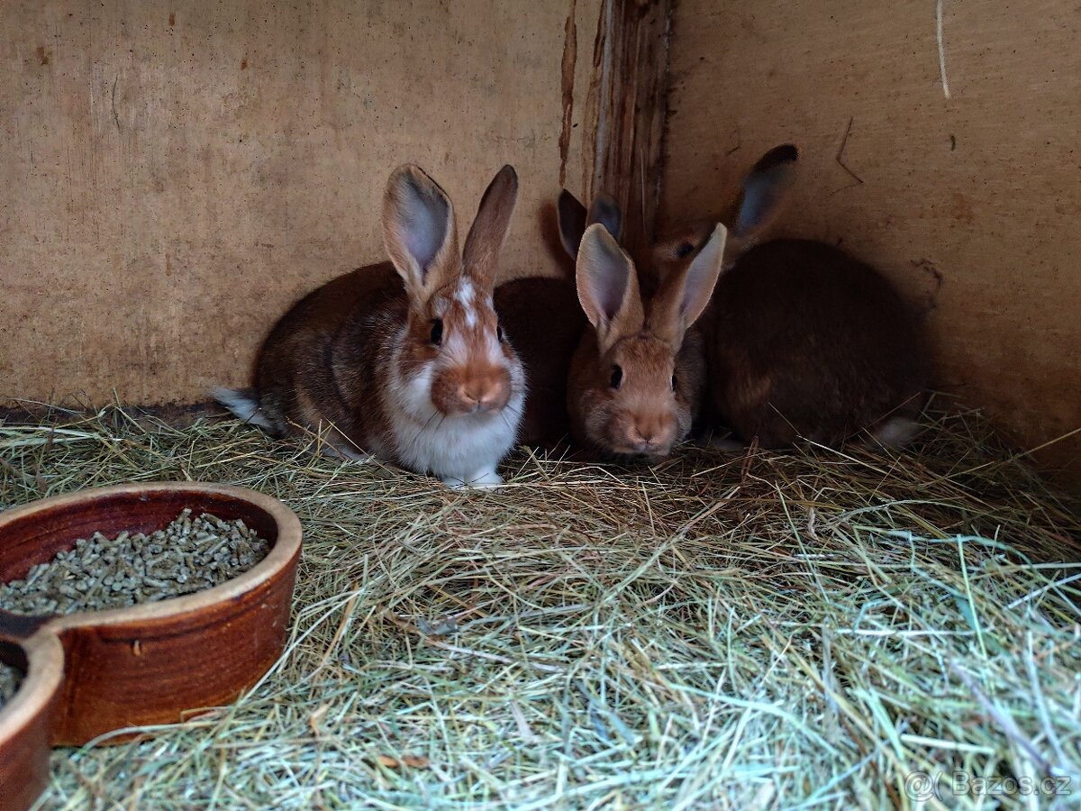 Králík samec / samice - 4