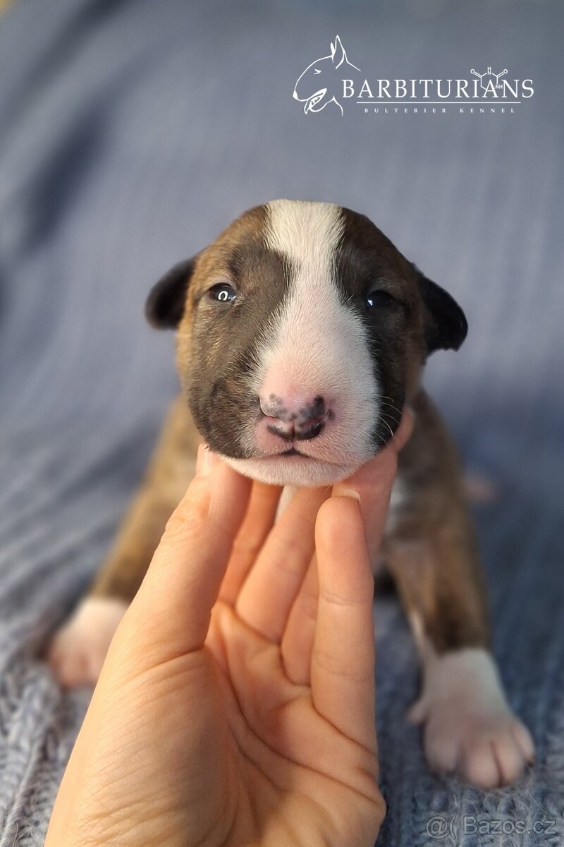 Anglický Bulteriér s PP - Těšín - 4