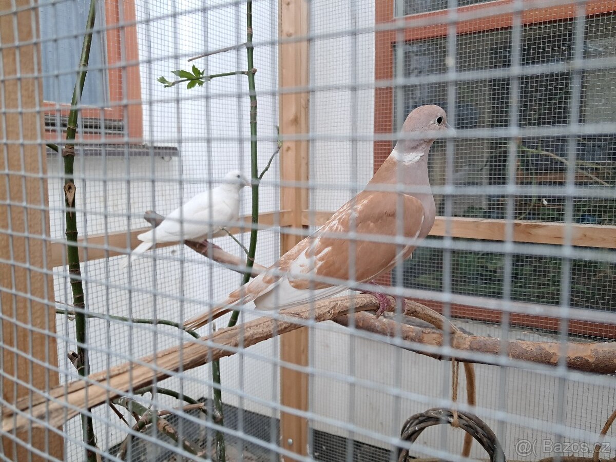 Hrdlička chechtavá - 4