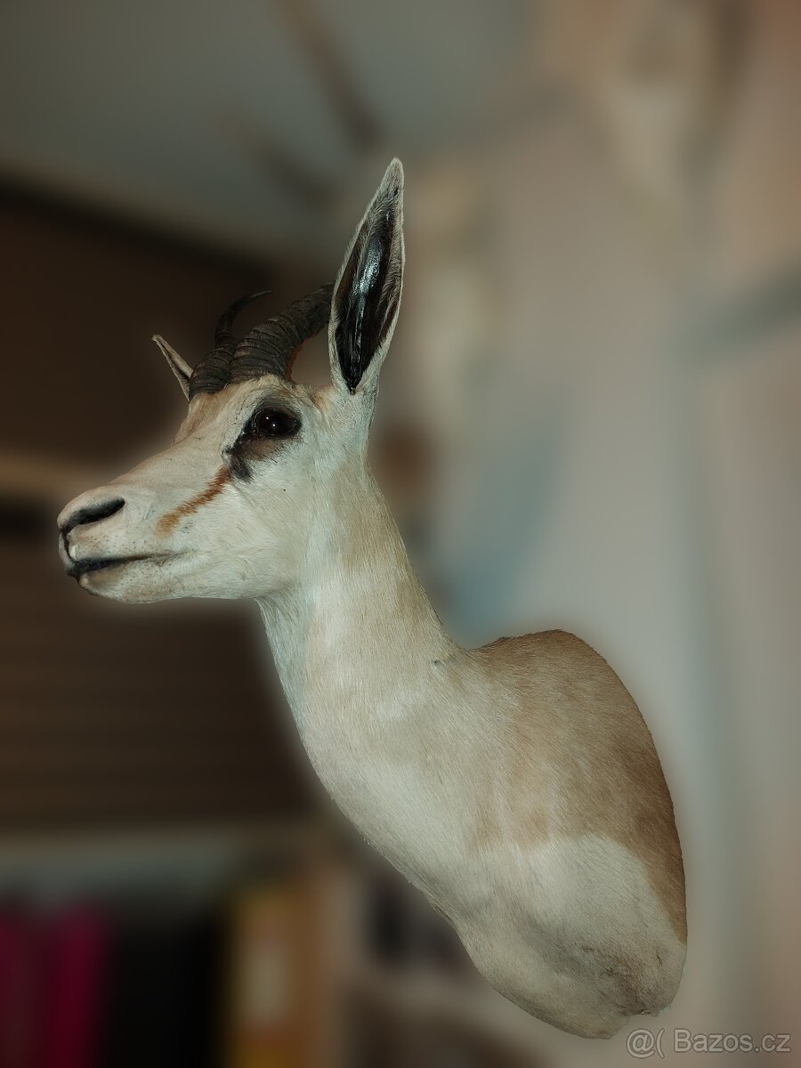 Trofeje africké zvěře - 4