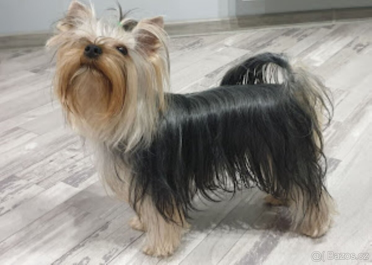 Krytí jorkšírský teriér s PP - 4