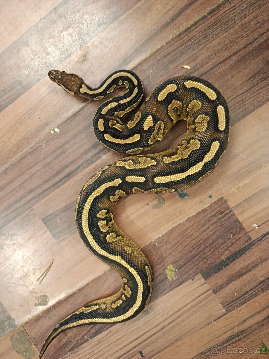 Krajta královská - 4
