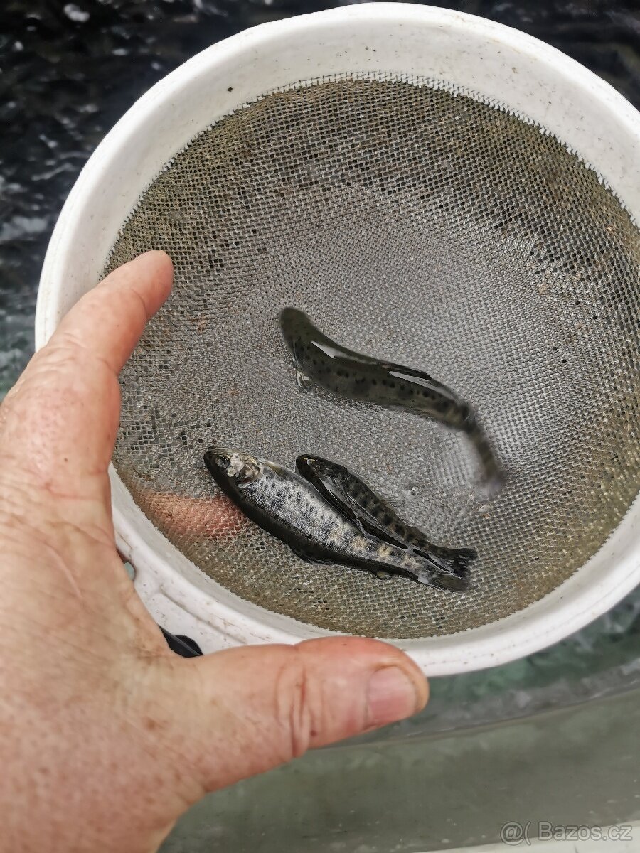 Nasada pstruha duhového. - 4