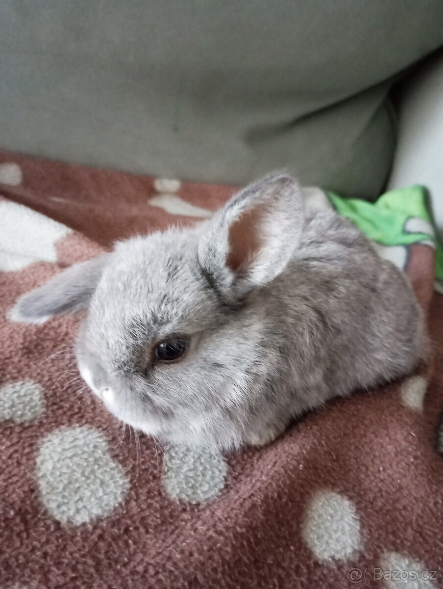 Zakrslý beránek králíček - 4