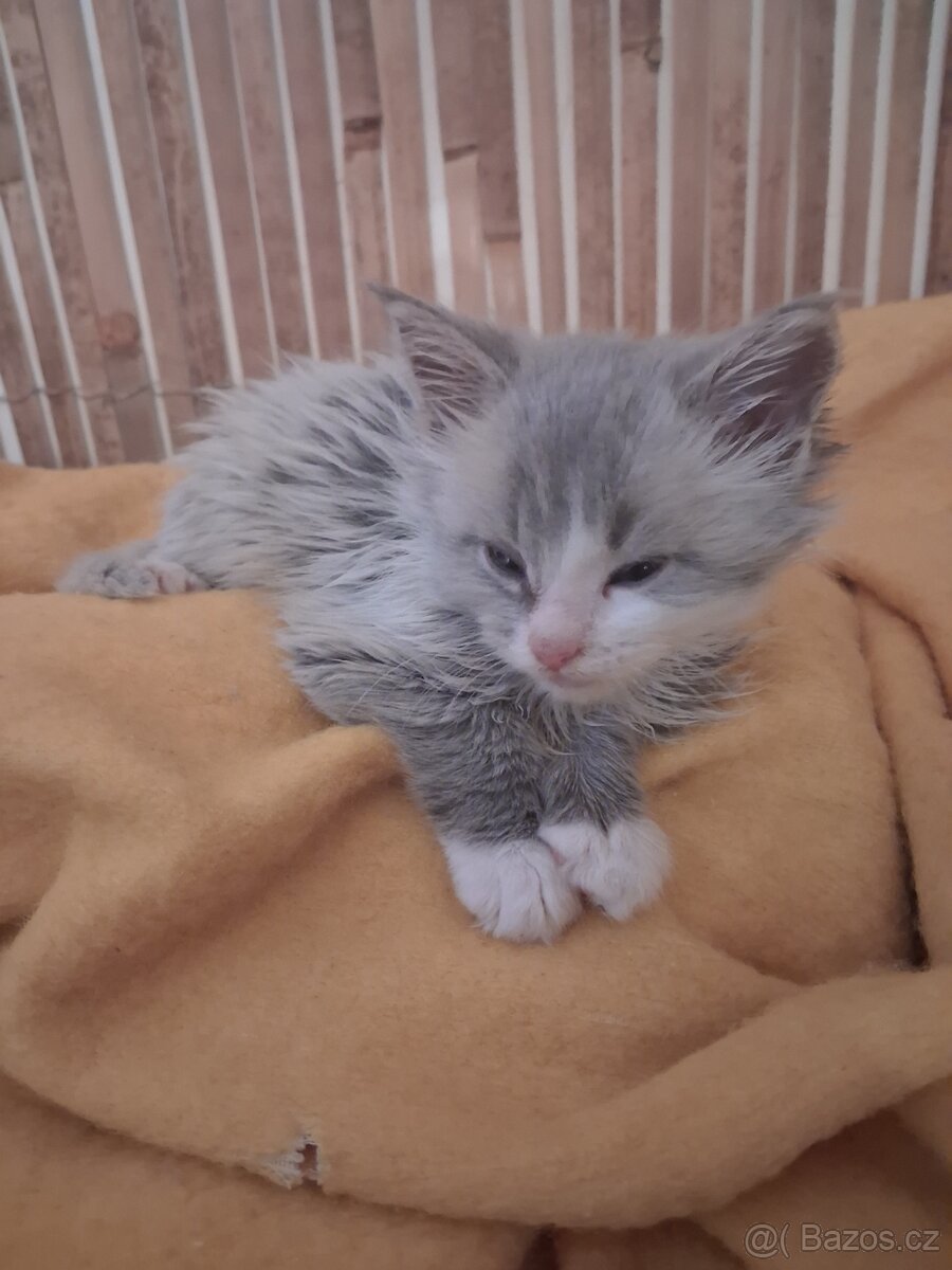 mainská mývalí koťátka - 4