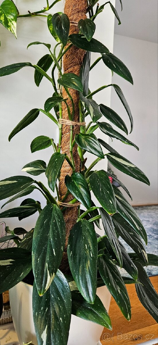 Monstera Cobra variegata - 4