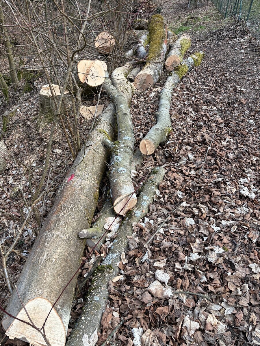 Palivové dřevo - 4