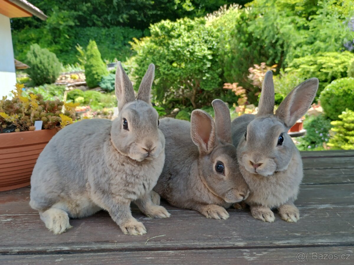 Zakrslý REX divoce modrý s rodokmenem - 4
