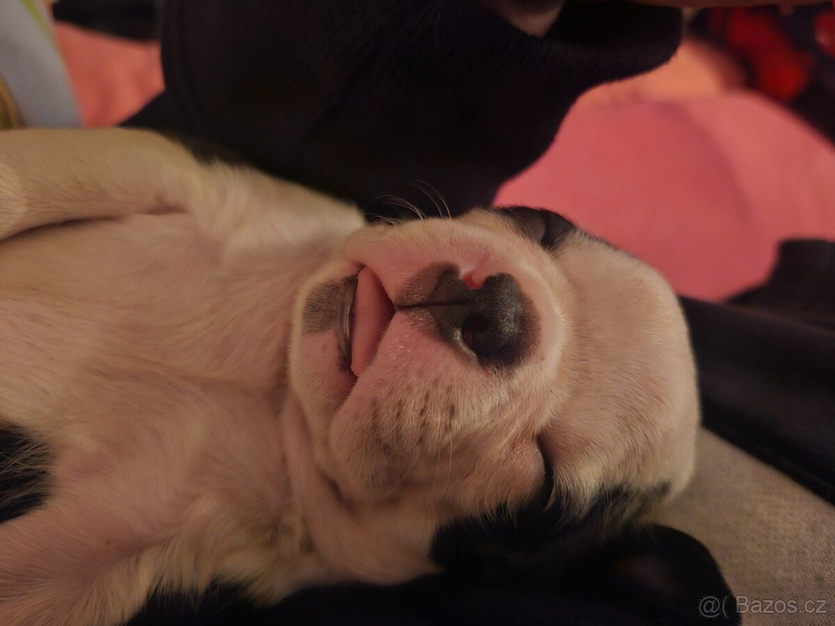 Bostonský teriér - 4