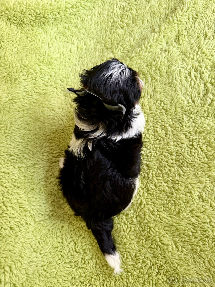 Biewer yorkshire terrier - 4